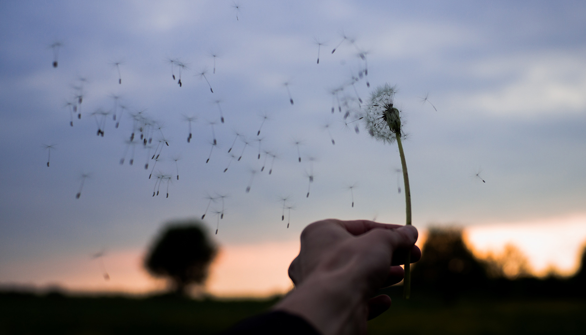 Dandelion seeds in the wind
